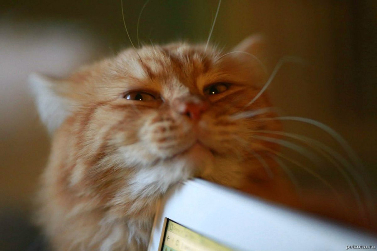 Смешной рыжий кот