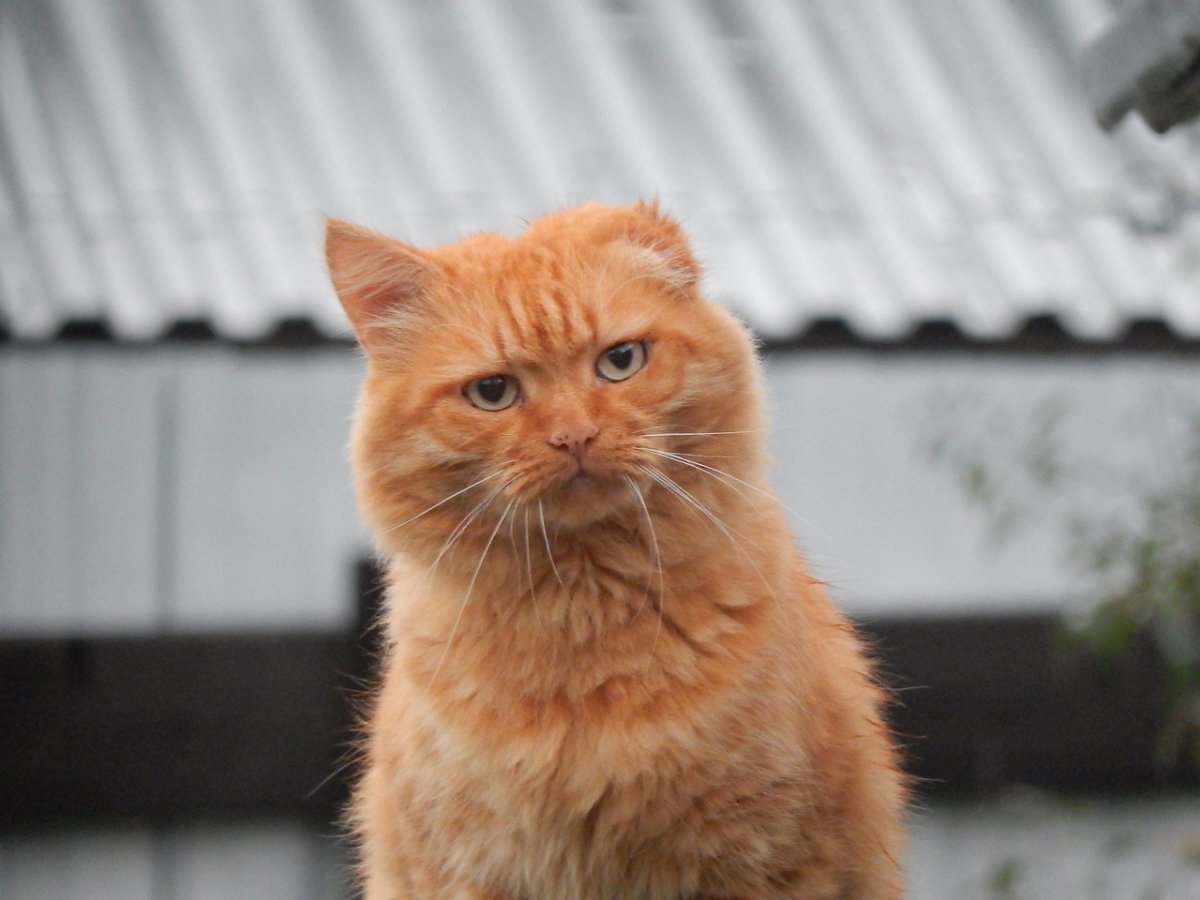 Рыжий Мейн кун злой