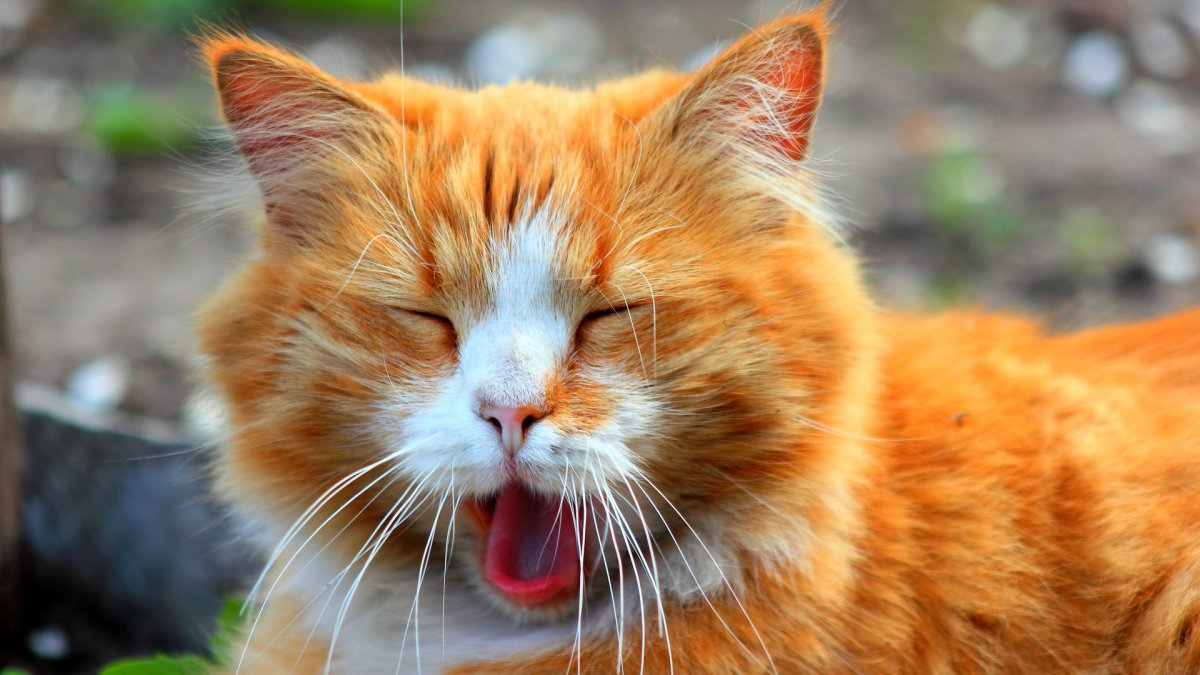 Тигровый макрелевый табби рыжий