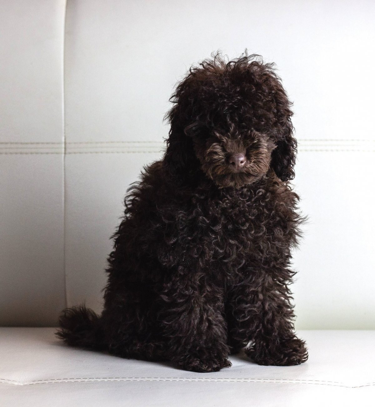 Порода собак лабрадудель