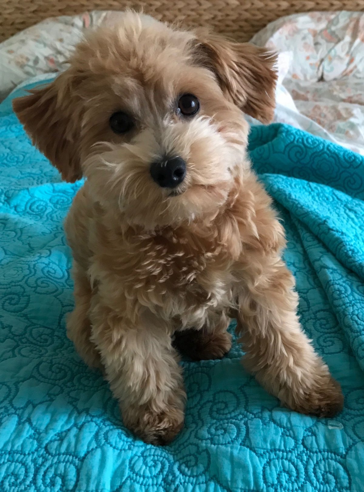 Шнауцер пудель