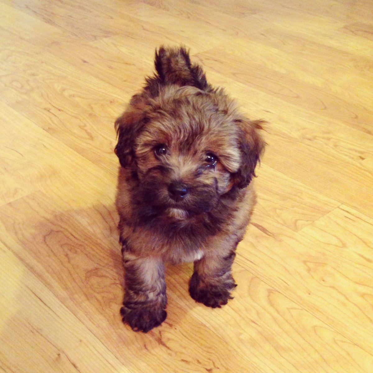 Метис пекинеса и пуделя