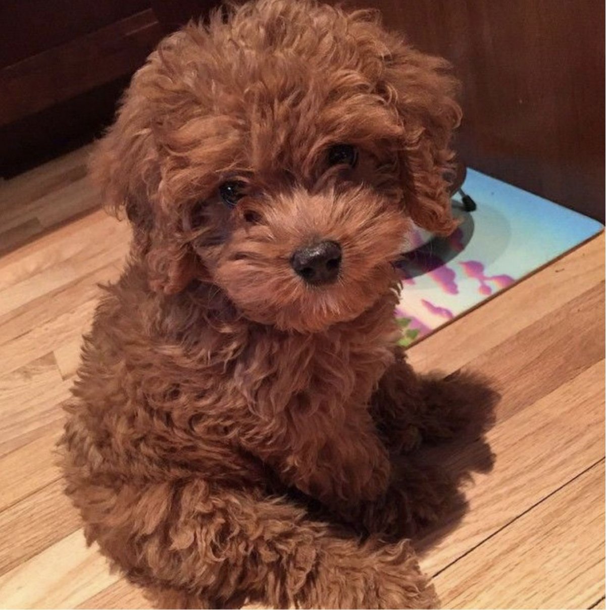 Смесь пуделя и мальтийской Болонки