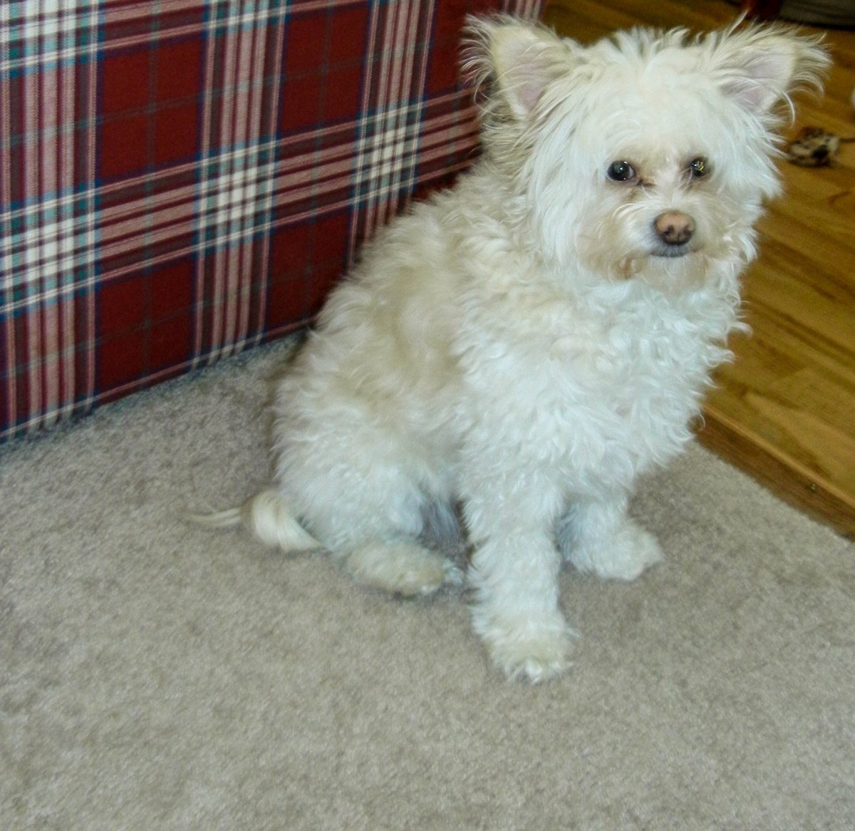 Гибрид мальтийской Болонки и шпица