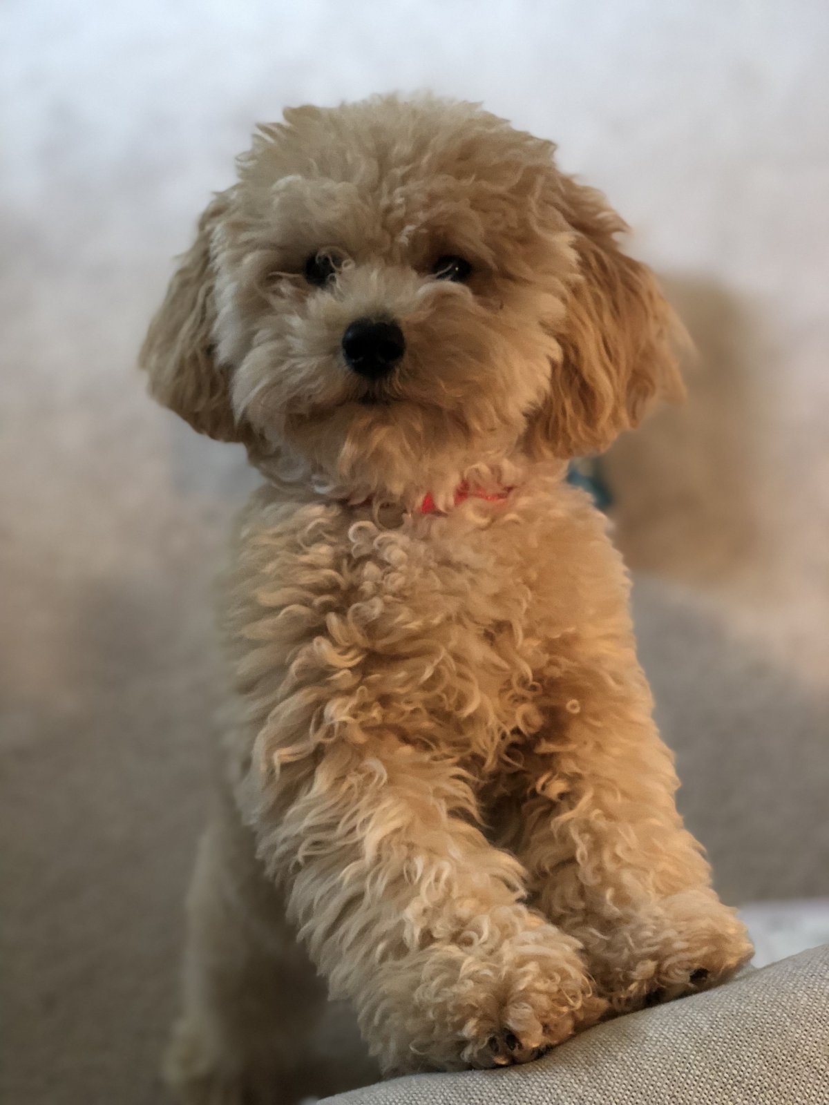 Realistic Teddy Dog Lucky