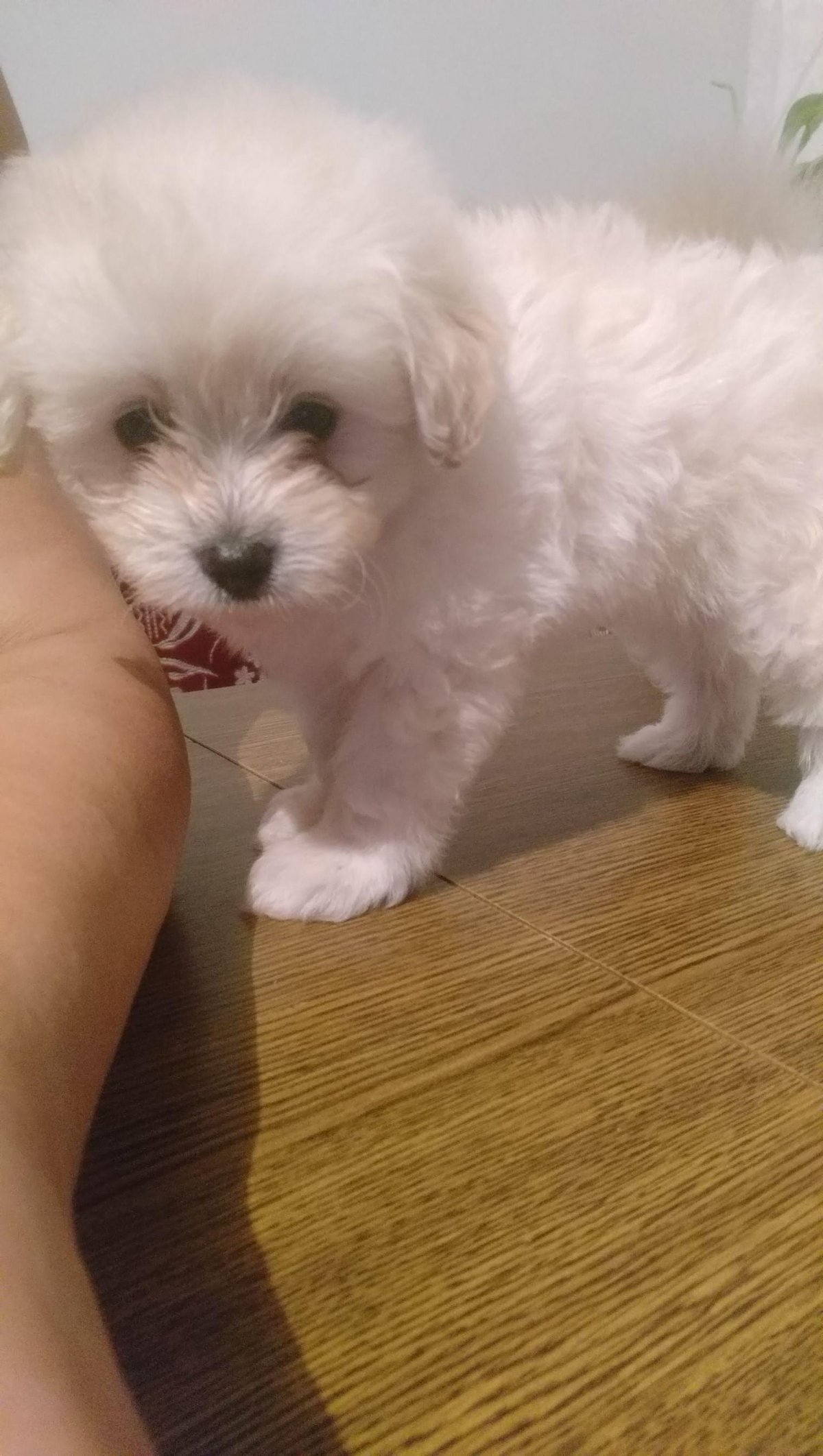 Метис шпица и Болонки