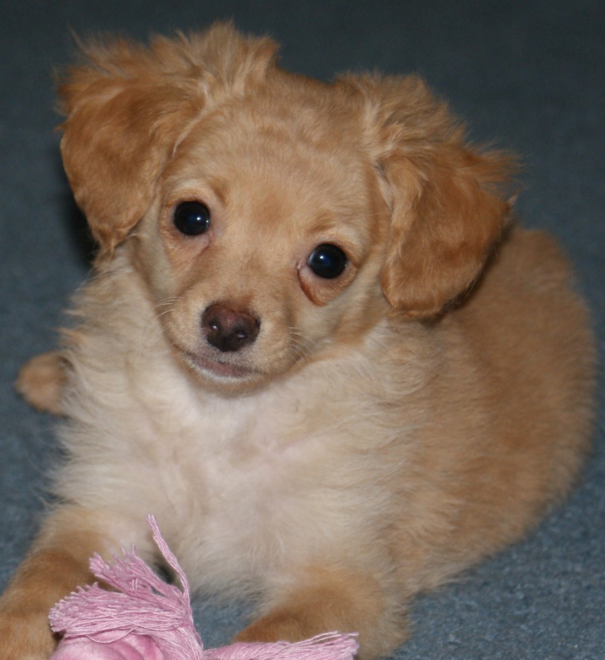 Померанский пудель