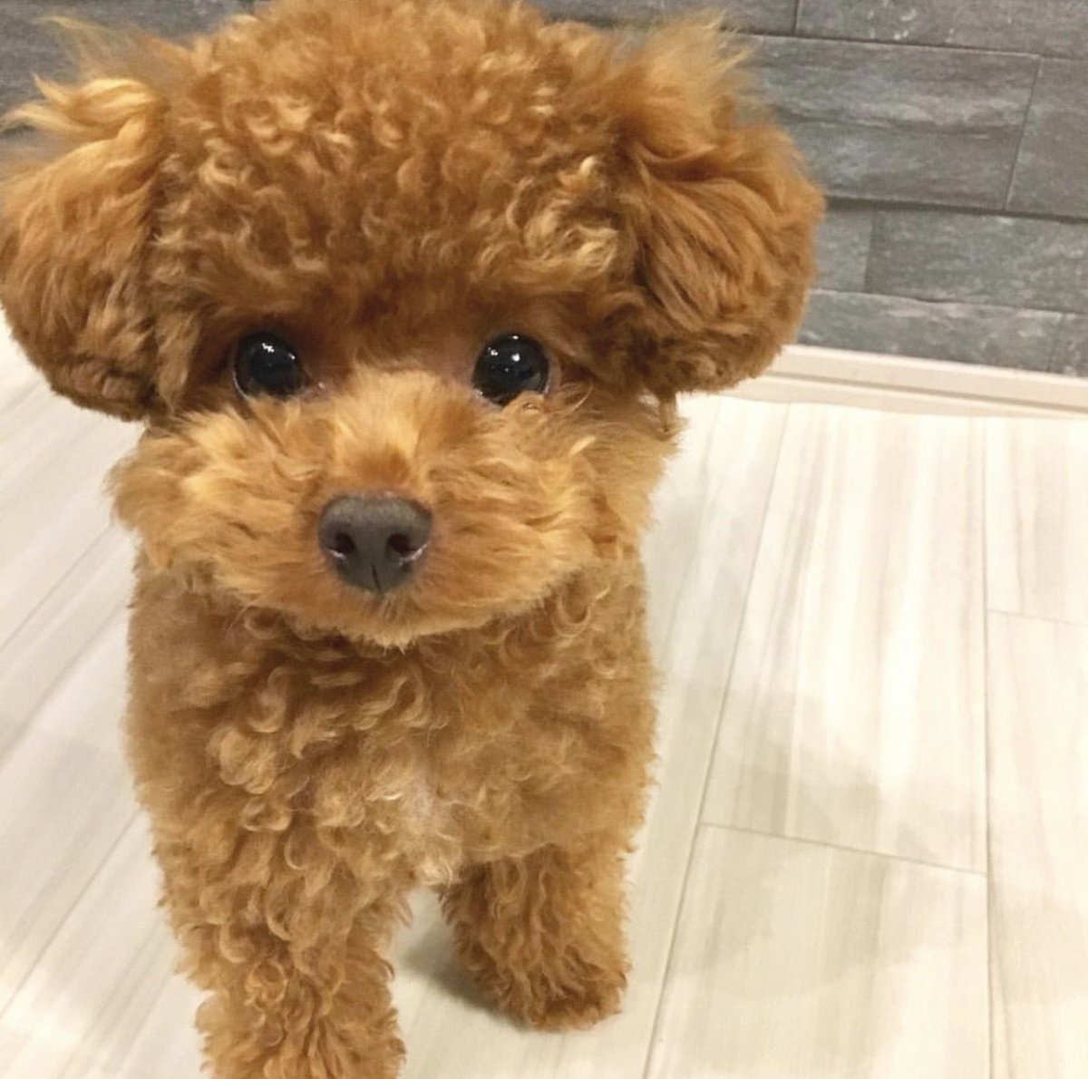 Померанский шпиц и пудель