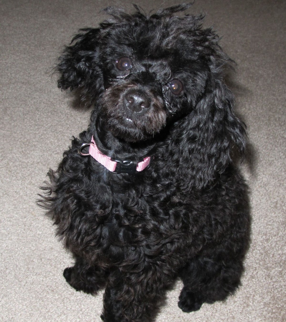 Пудель ти-кап микро