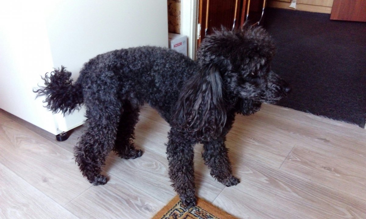 Гаванский Бишон мальтипу