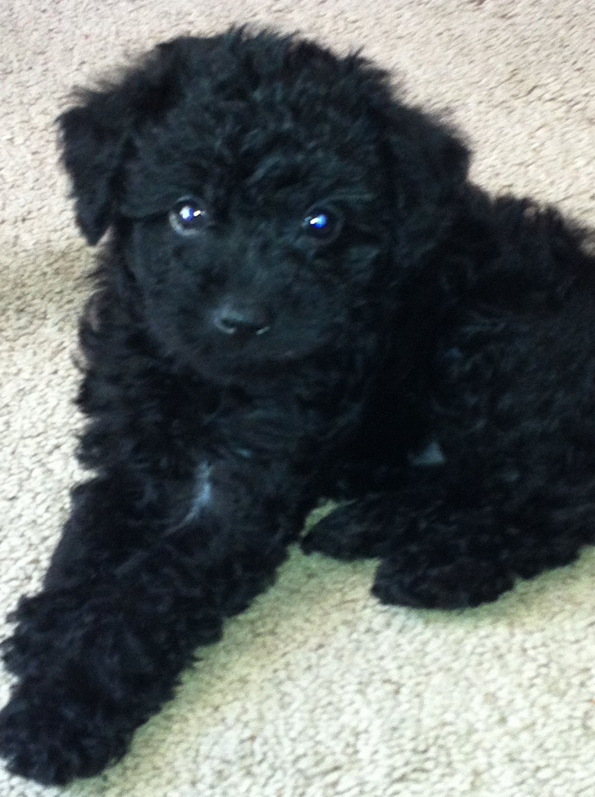 Йоркширский терьер пудель