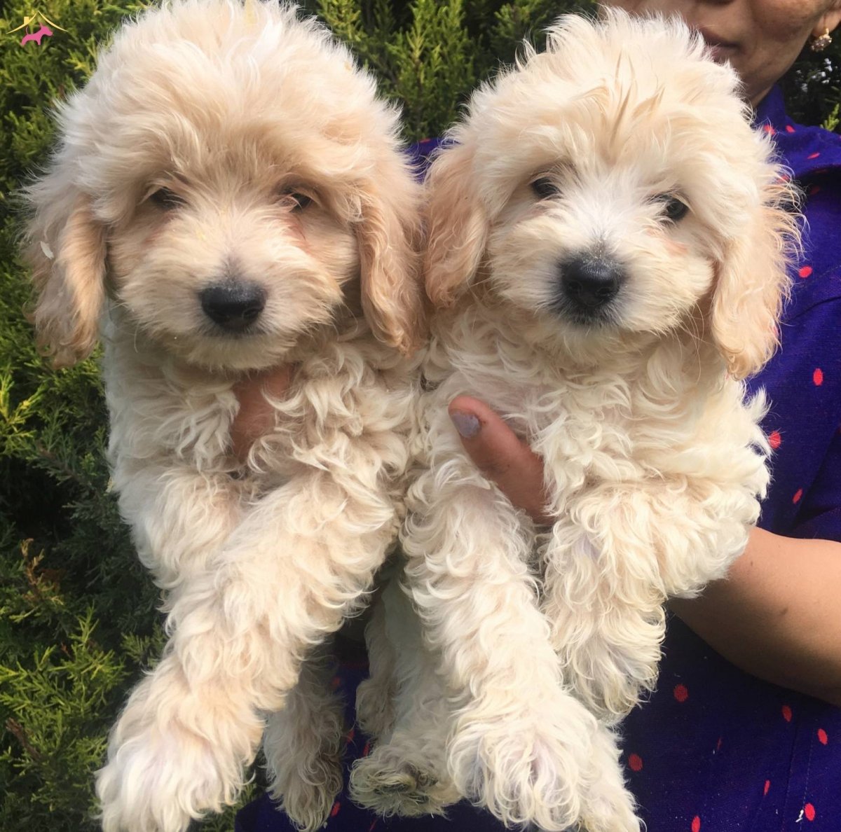 Метис пуделя и чихуахуа