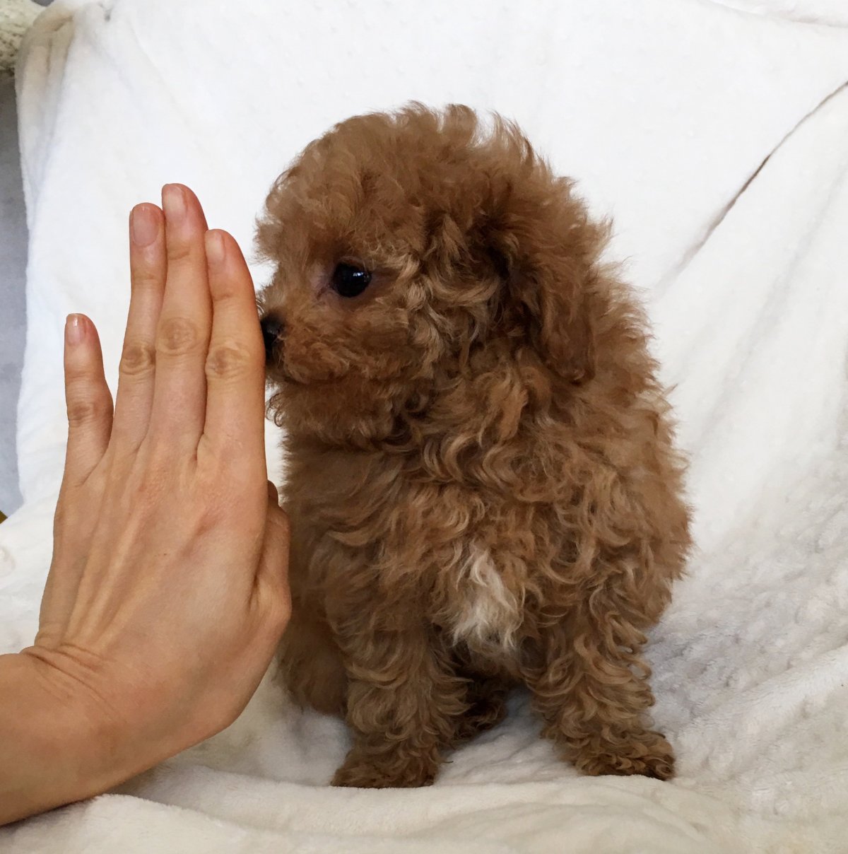 Лабрадудель и пудель