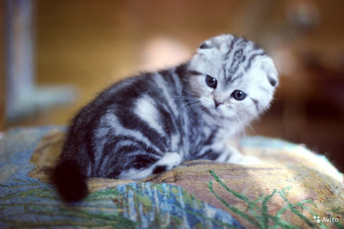 NS 22 окрас шотландских кошек