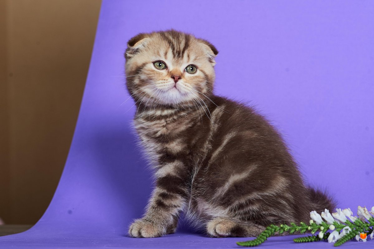 Шотландская вислоухая кошка