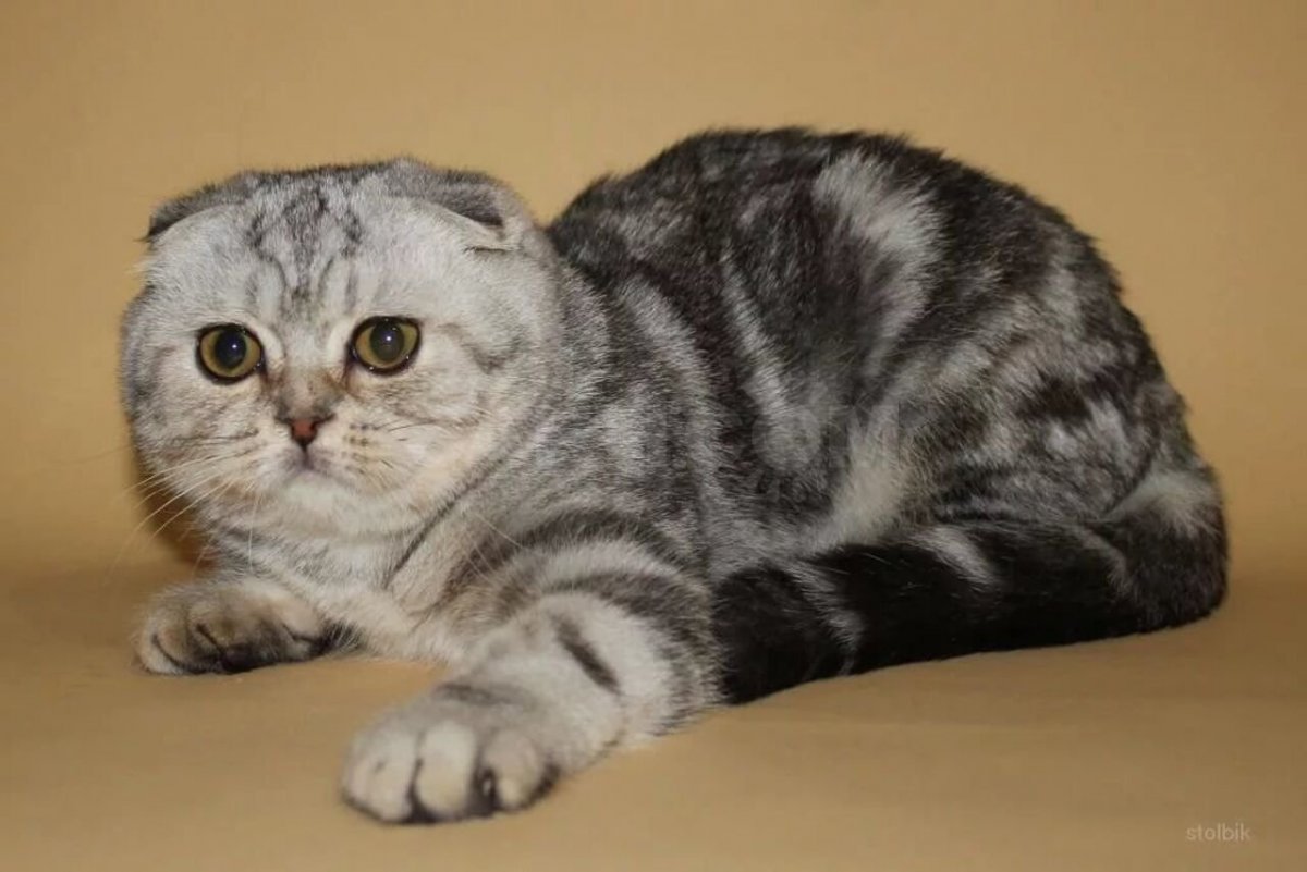 Шотландская вислоухая кошка мраморная