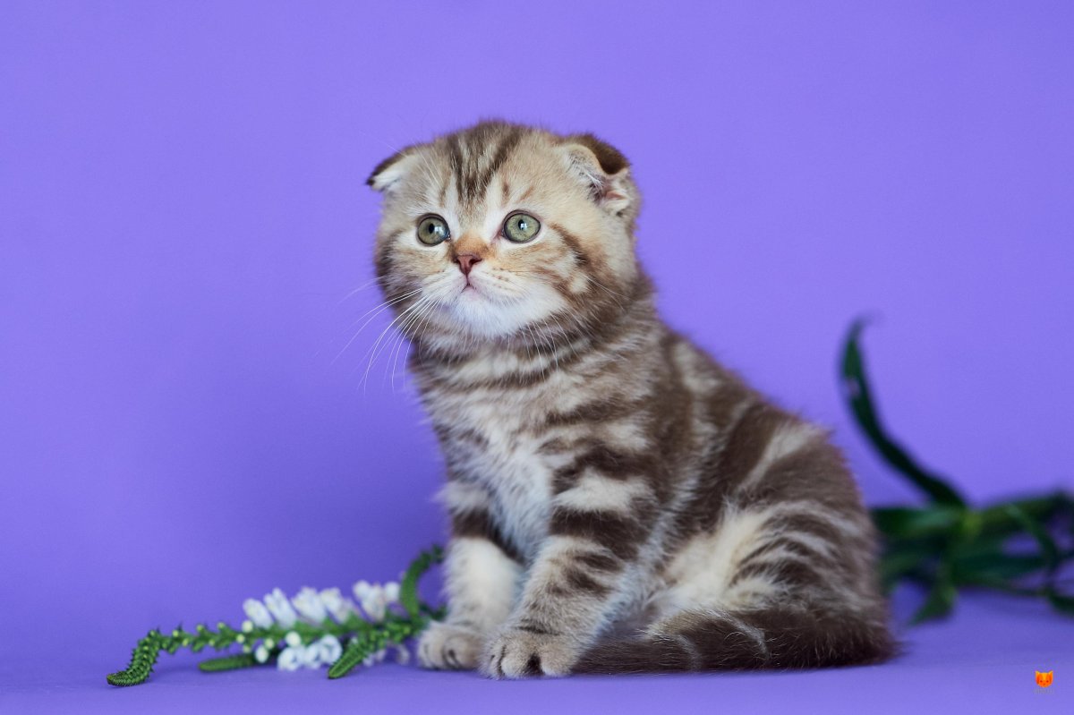 Шотландская вислоухая кошка