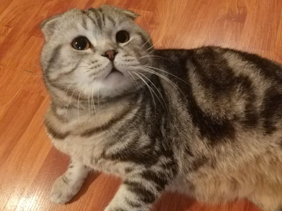 Вислоухий британец мраморный