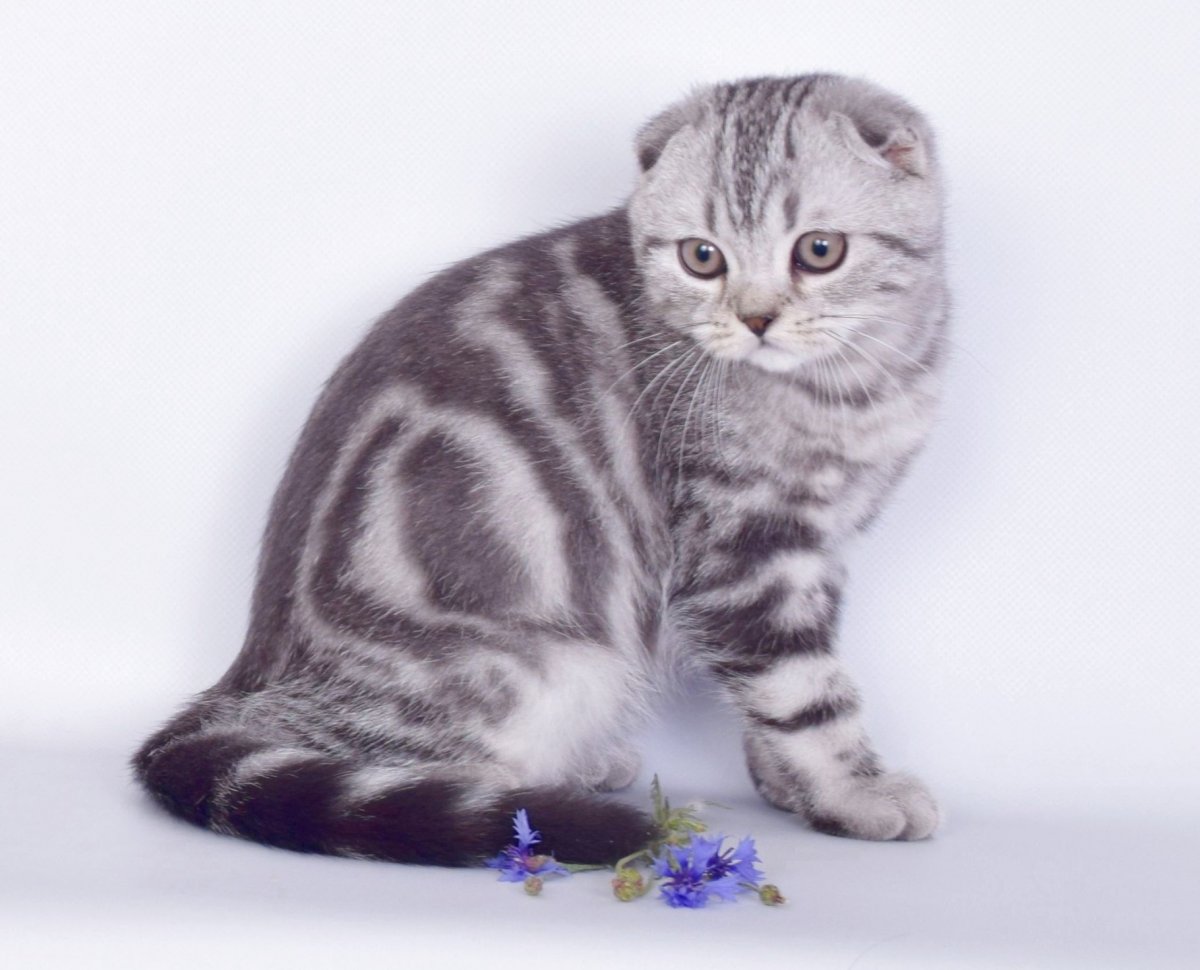 Скоттиш фолд мраморный