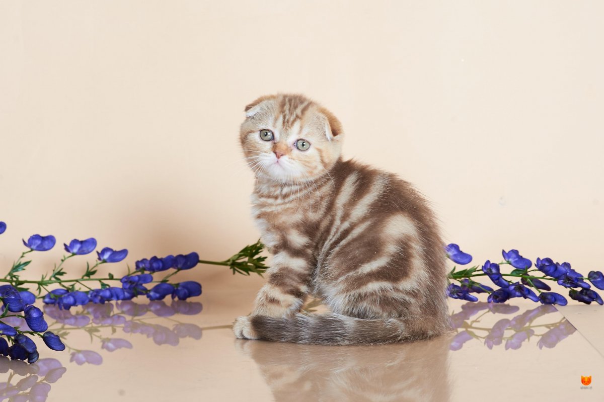 Вислоухий британец мраморный