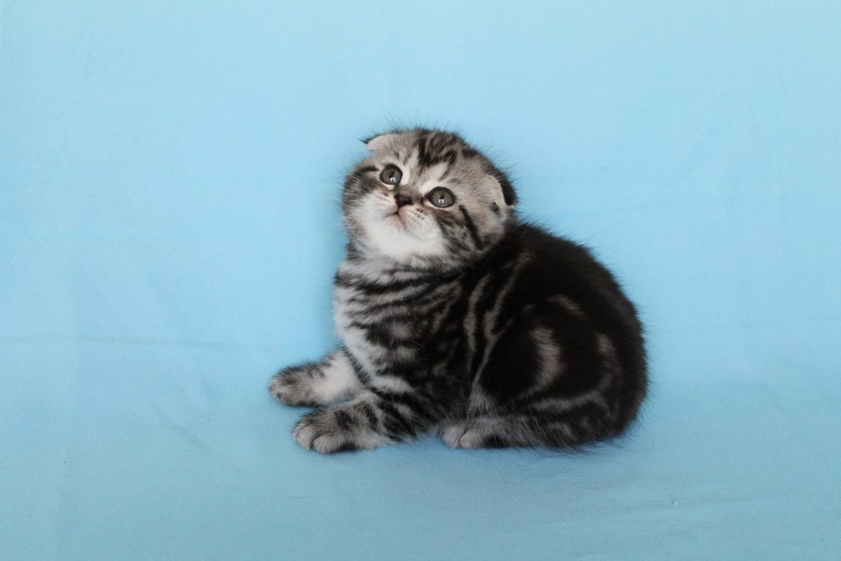 Скоттиш фолд мраморный