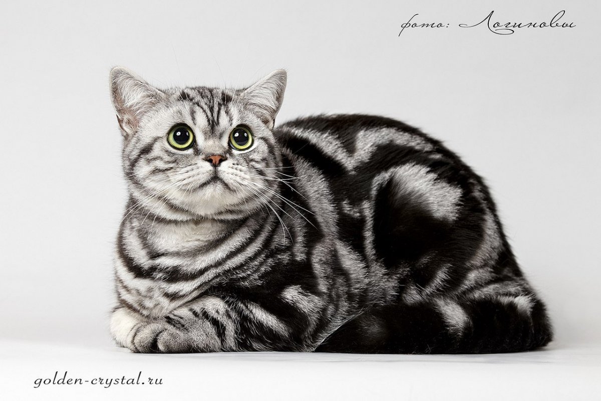 Британский кот вискас мраморный