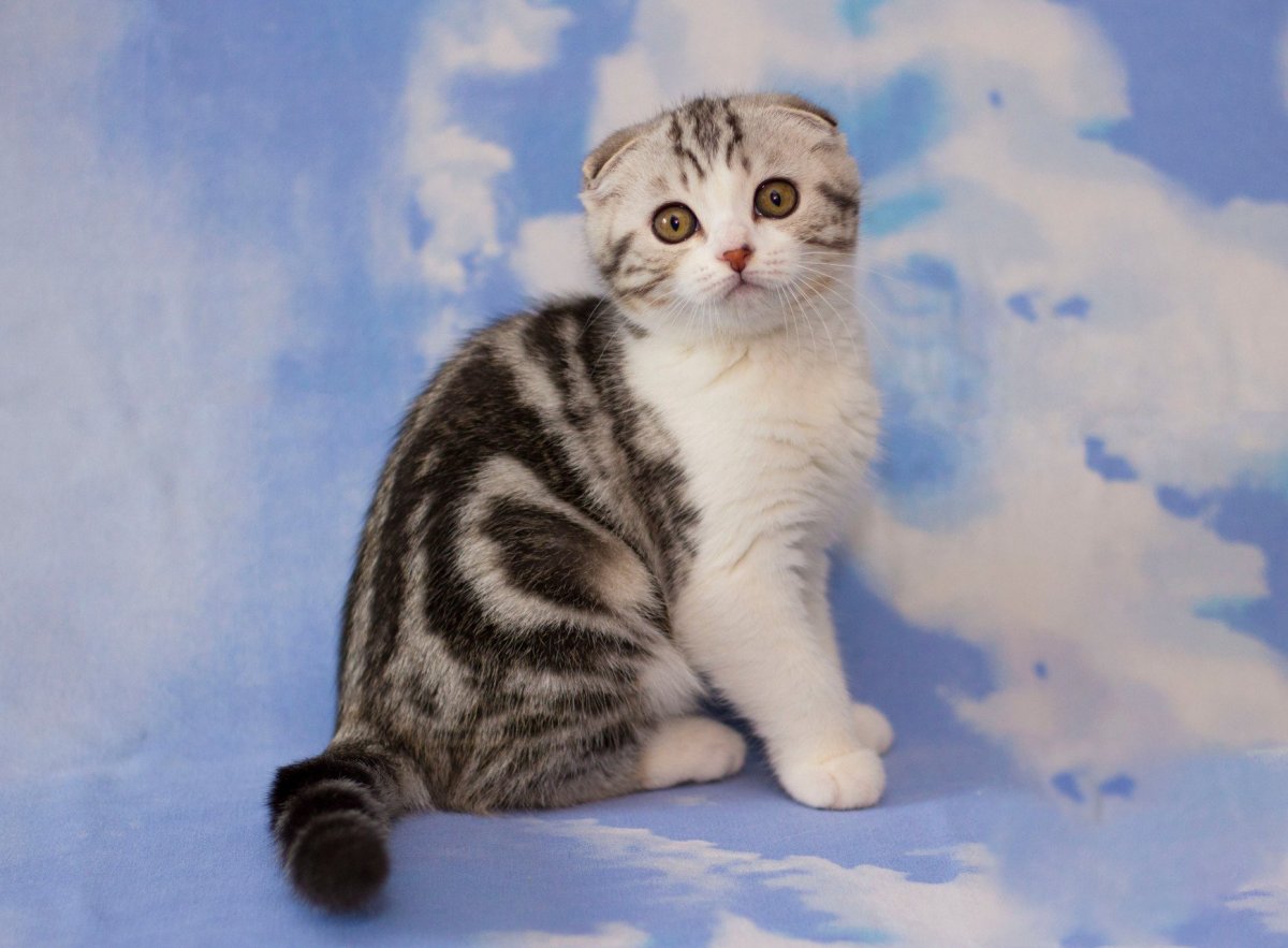 Шотландский вислоухий кот табби мраморный