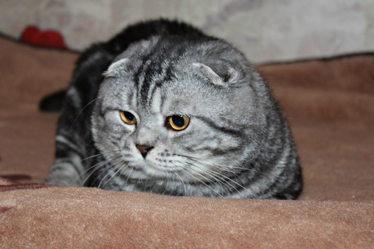 Мраморный шотландский кот вислоухий