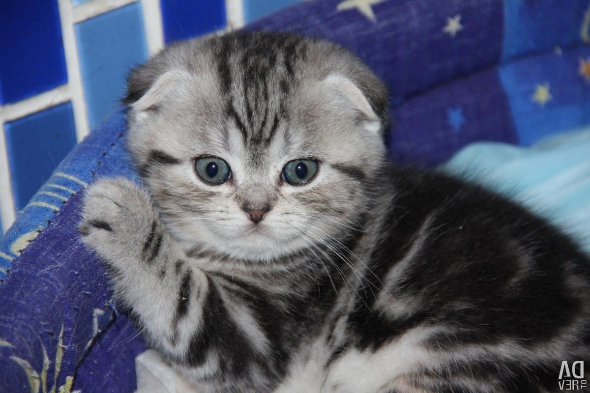 Мраморные котята шотландцы золотые