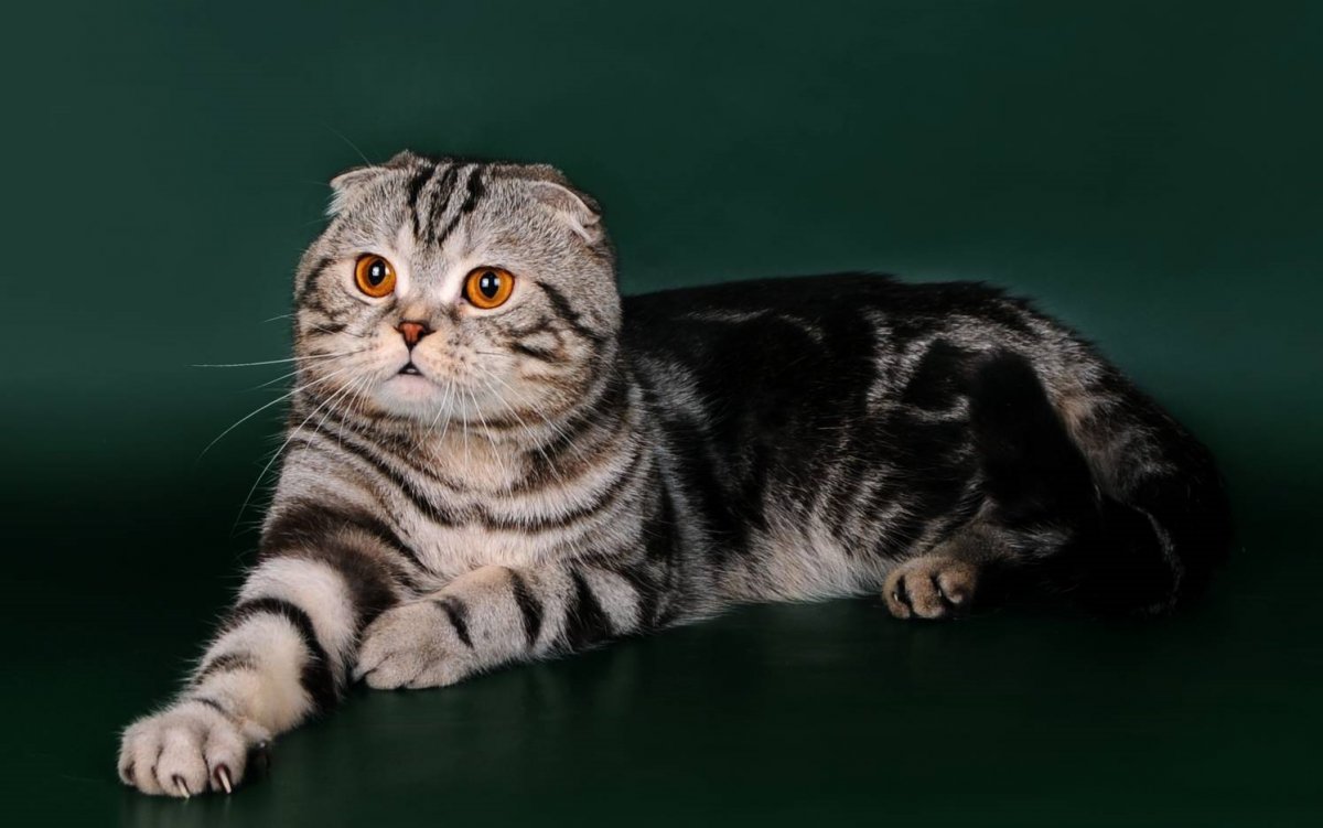Скоттиш фолд вислоухий мраморный