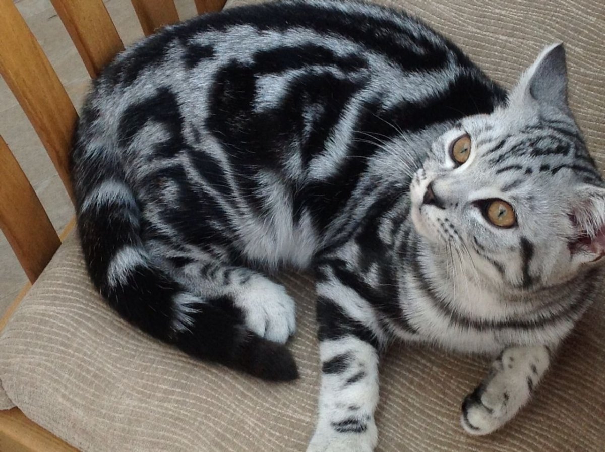 Скоттиш фолд тайская