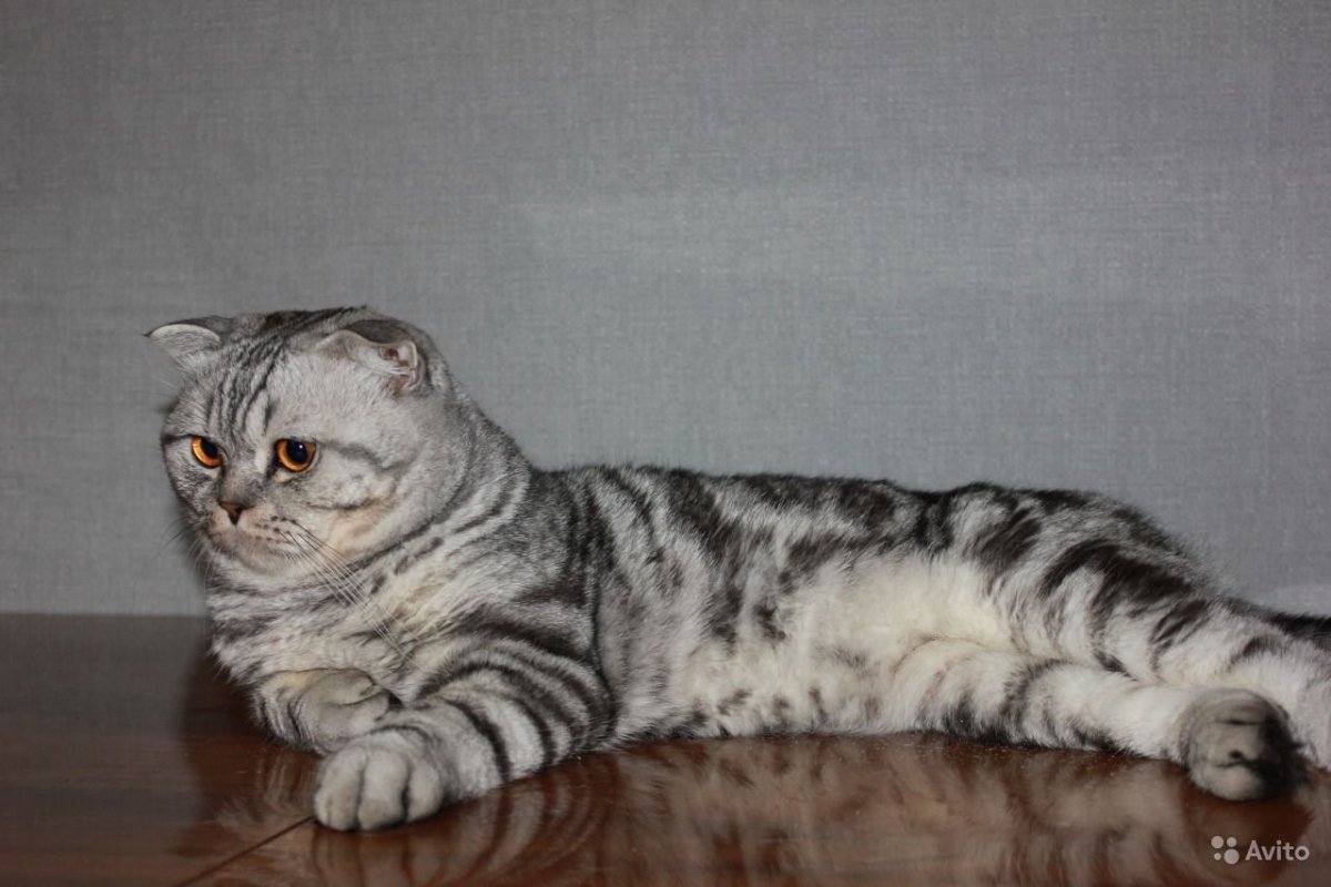 Шотландская вислоухая кошка мраморная