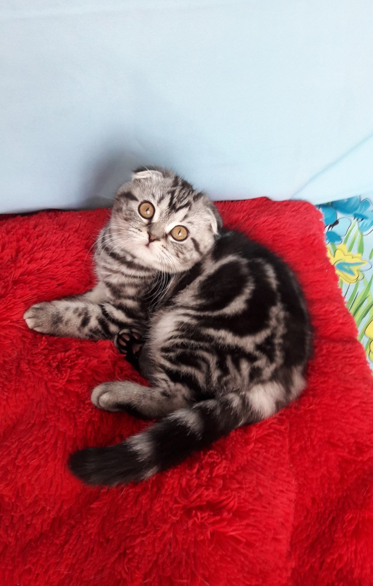 Британский мрамор кот вислоухий