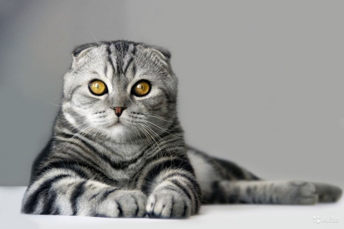 Шотландский скоттиш фолд мраморный