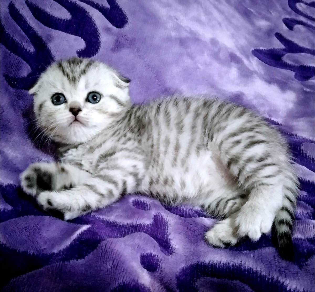 Мраморные котята шотландцы вислоухие