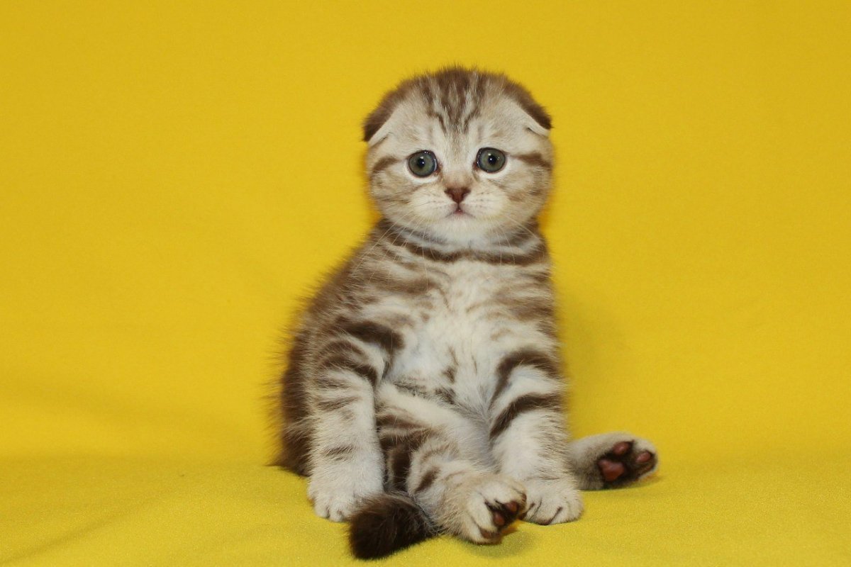 Вислоухий шотландец мраморный