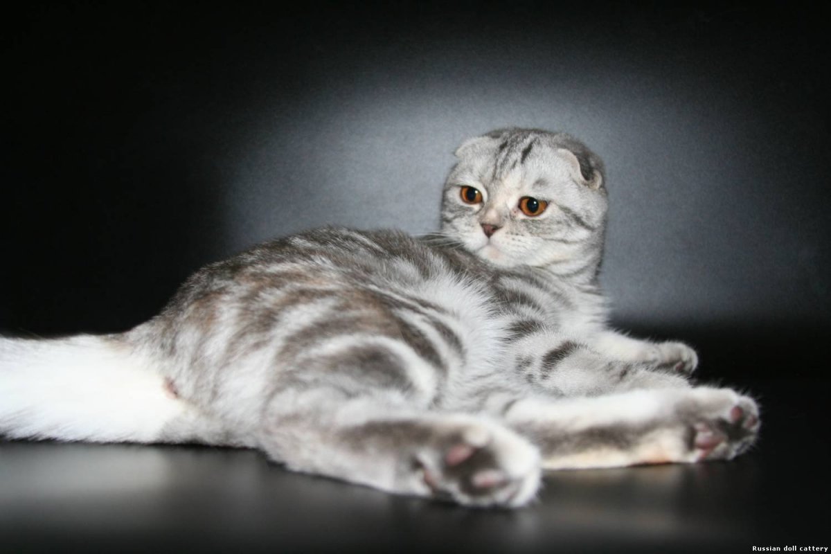 Шотландские вислоухие котята мраморные