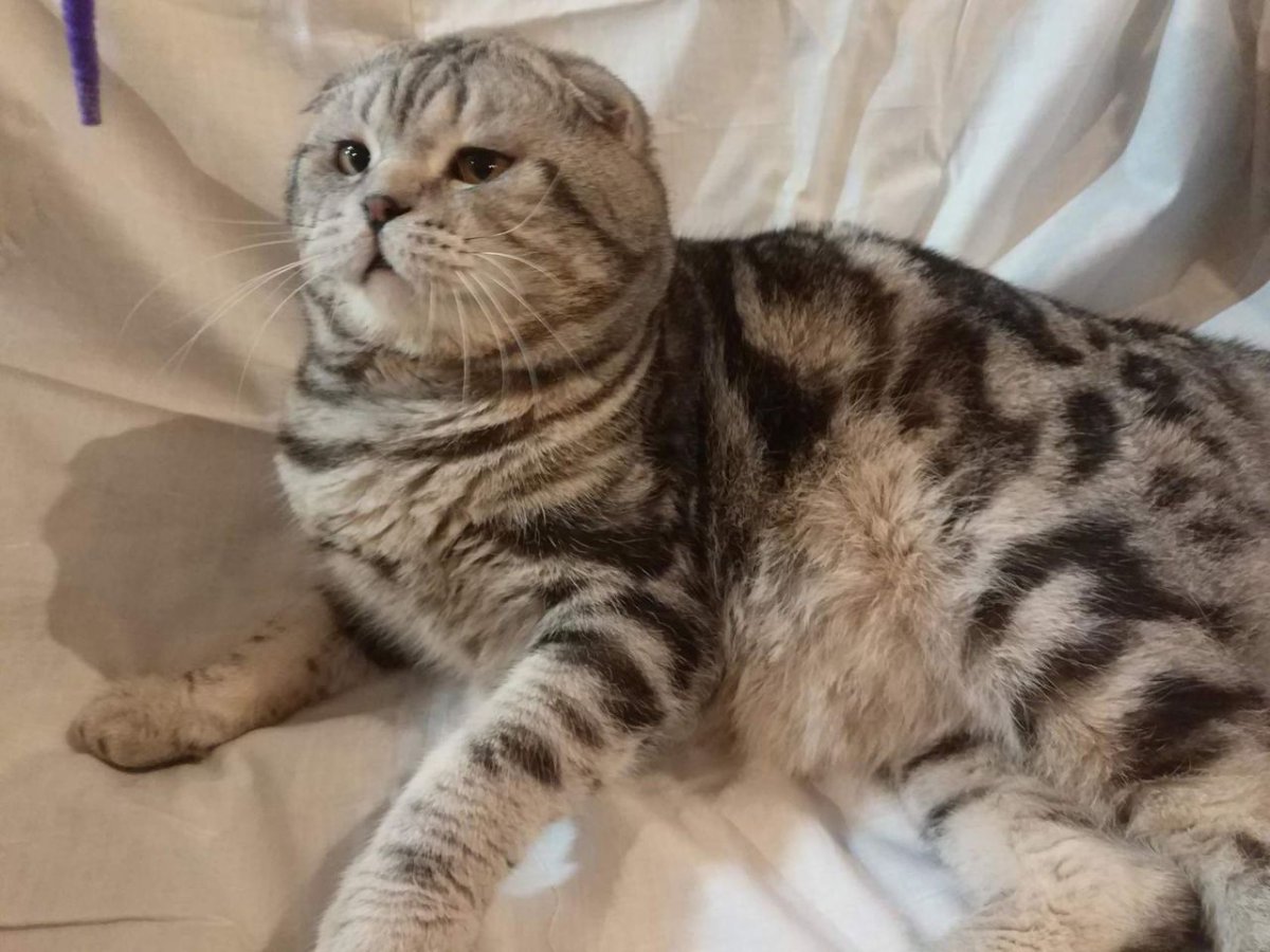 Скоттиш фолд вислоухий мраморный