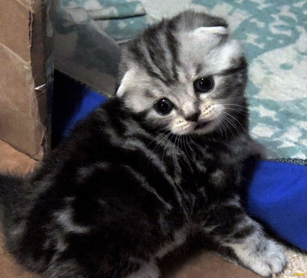 Шотландский вислоухий табби мраморный