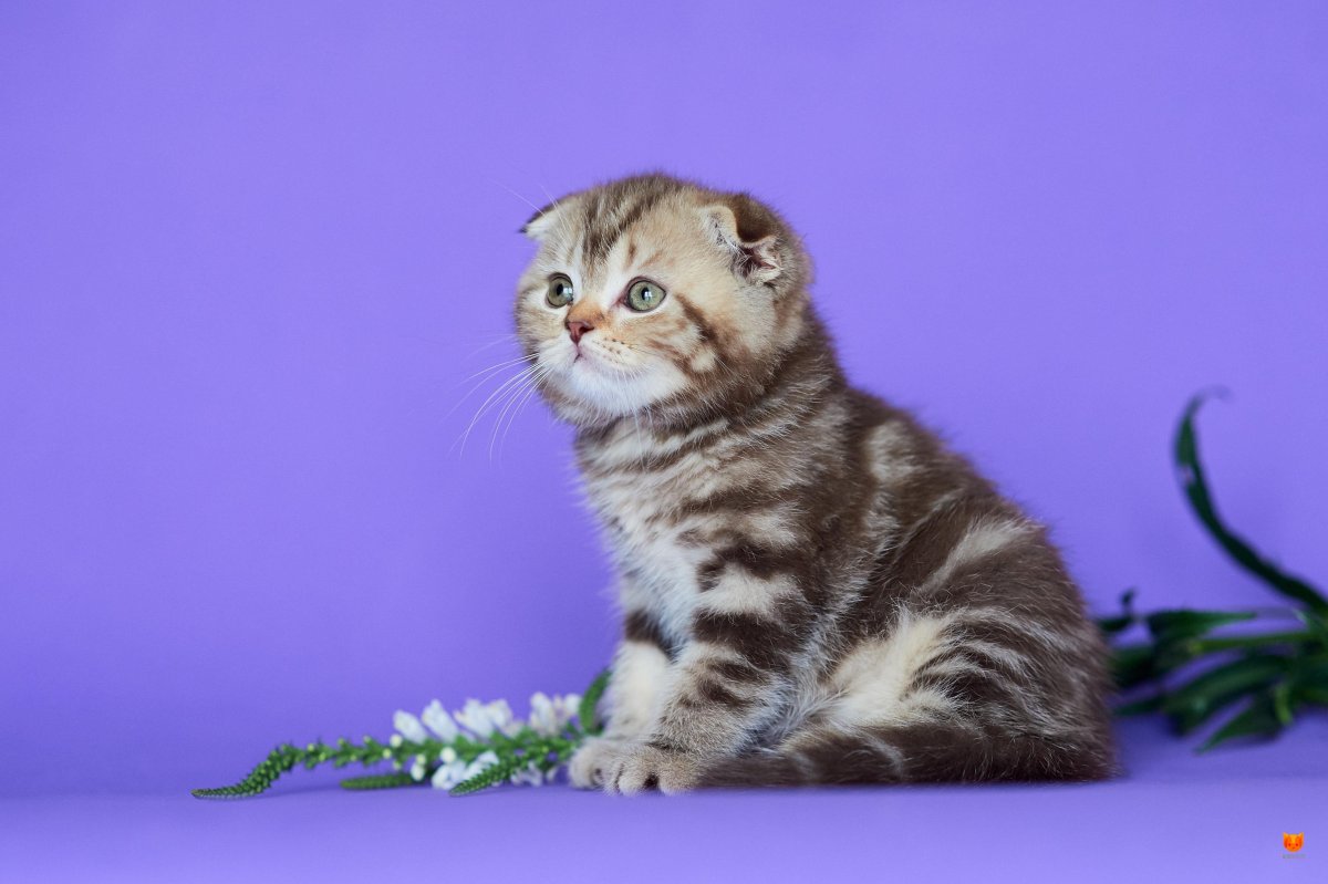 Шотландская вислоухая кошка мраморная