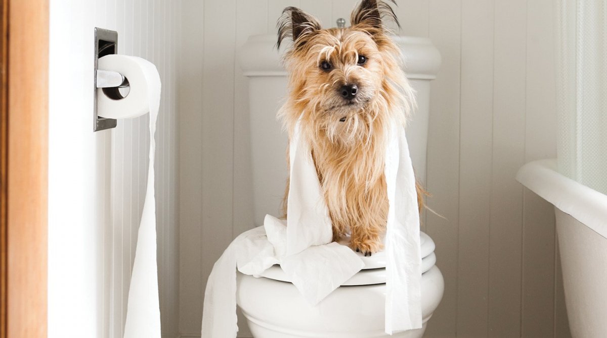 Собачка на унитазе