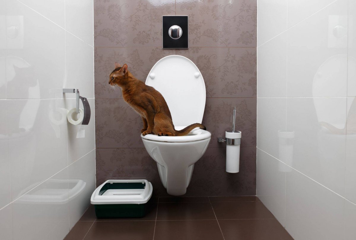 Туалетная бумага Puppy