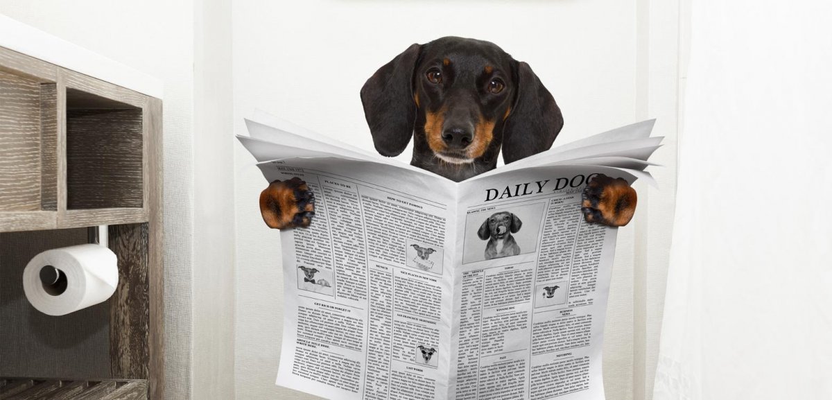 Собака на унитазе