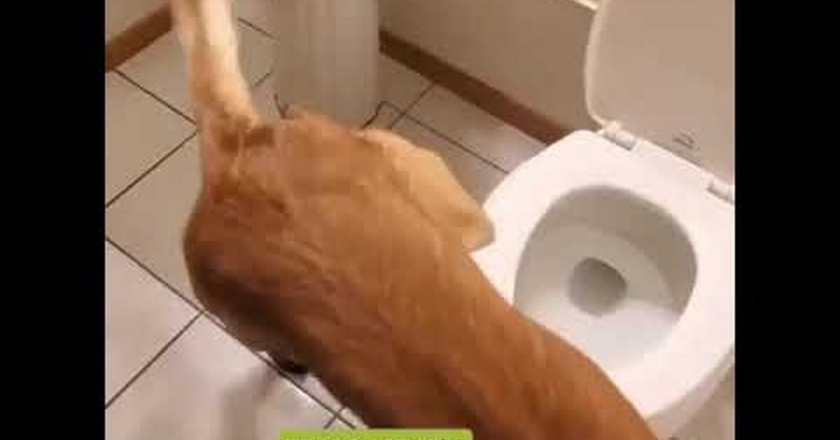 Собака ходит на пеленку