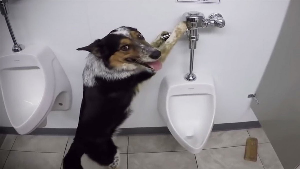 Собака на унитазе