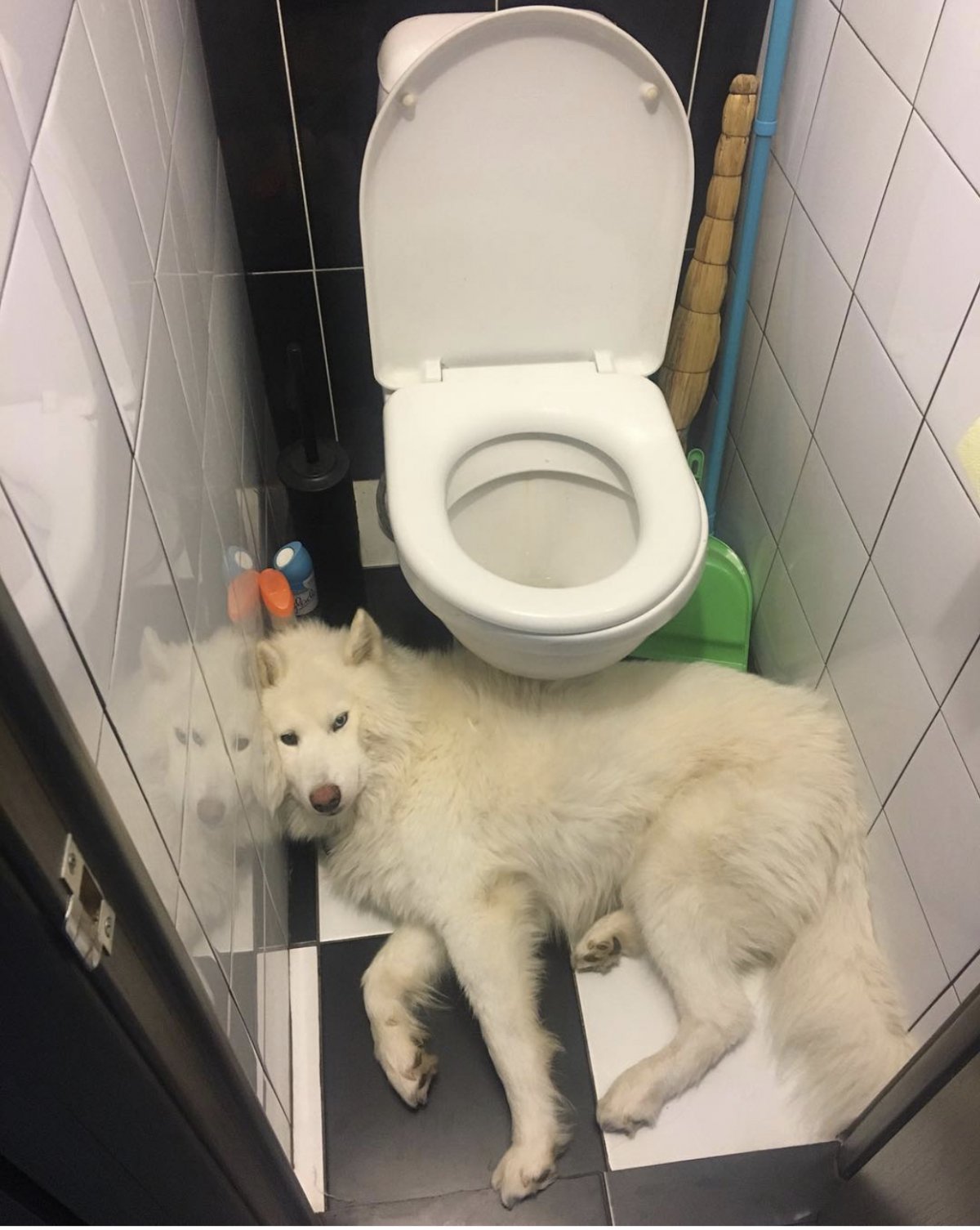 Животные на унитазе