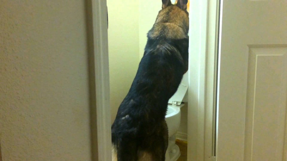 Собака в туалете видео