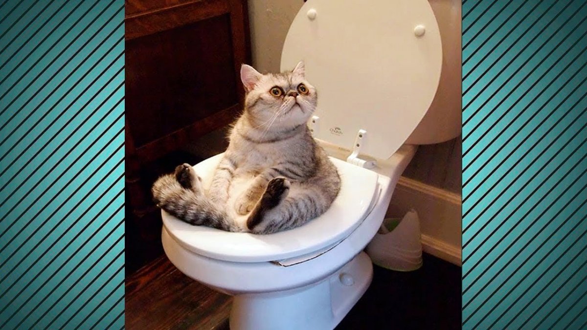 Система приучения кота к унитазу