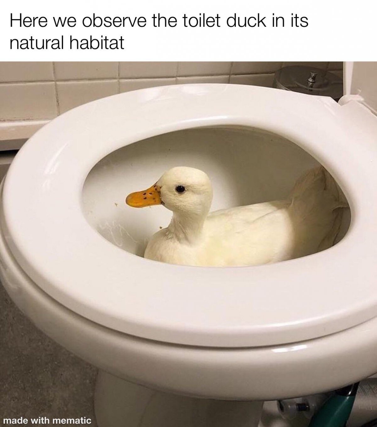 Собака нагадила