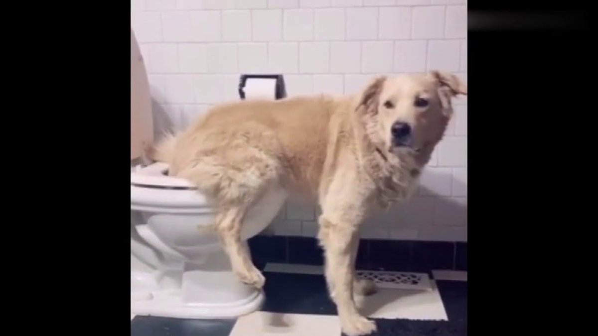 Собака в туалете видео